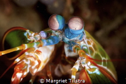 Colorfull mantis shrimp
Nikon D750, Easedive Leo3 housin... by Margriet Tilstra 